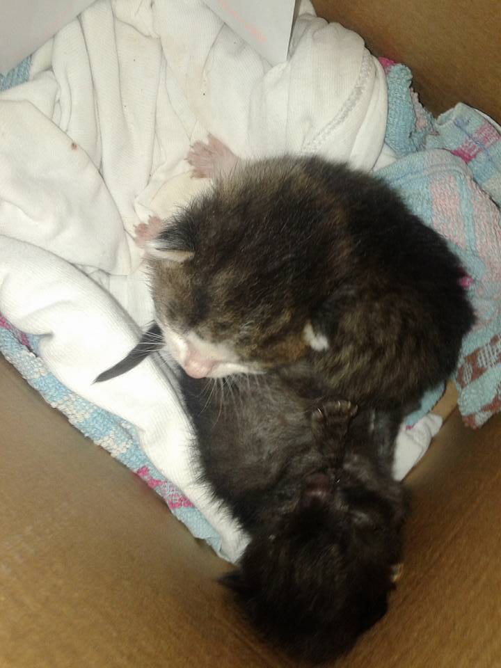 14713763_692585550906051_8019058479074654276_n