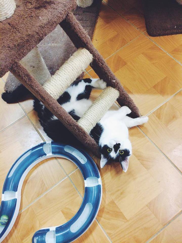 14713807_692583984239541_2498151708677408377_n