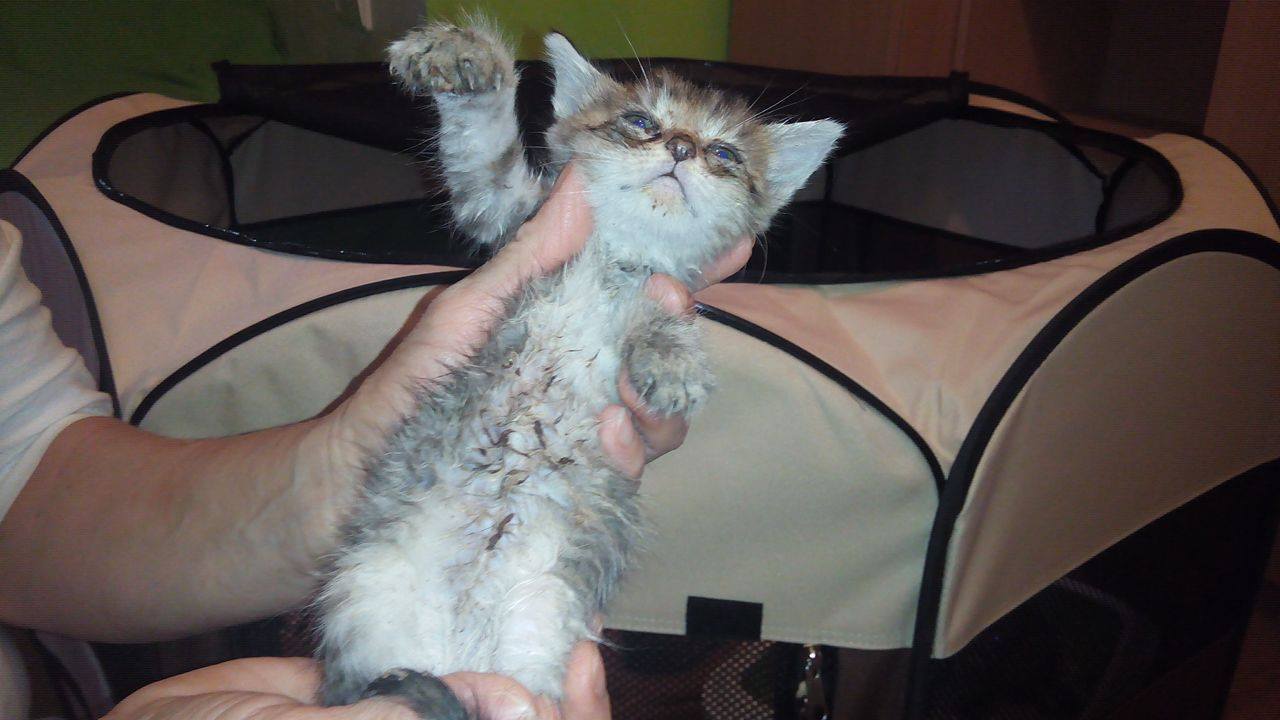 14715530_690805437750729_8417929601302729886_o