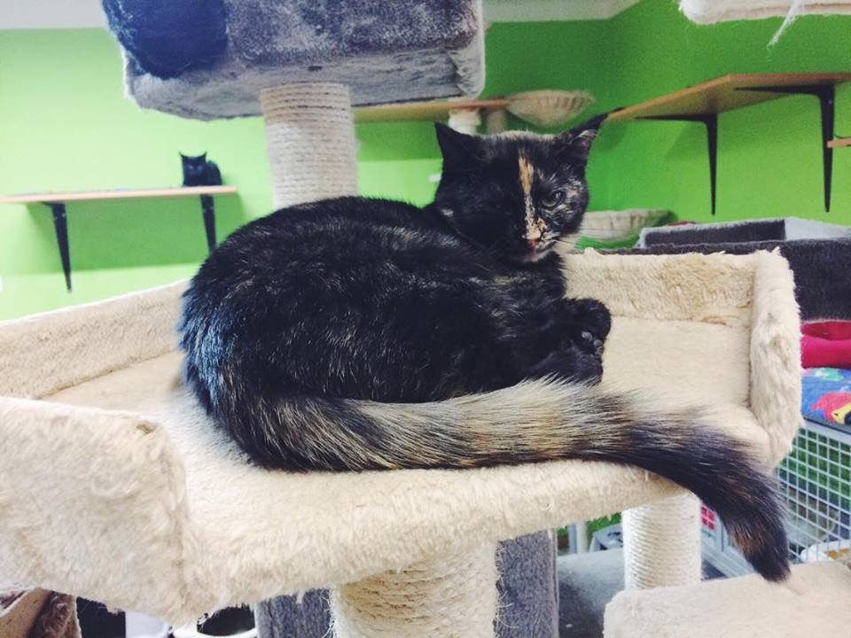 14716079_692584007572872_5009497899189995569_n