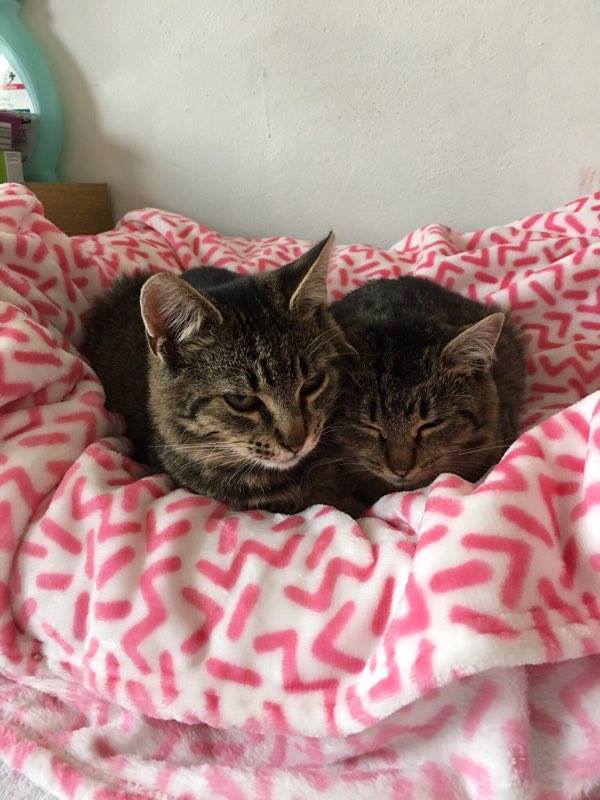 14716130_697098647121408_4423856920588752007_n