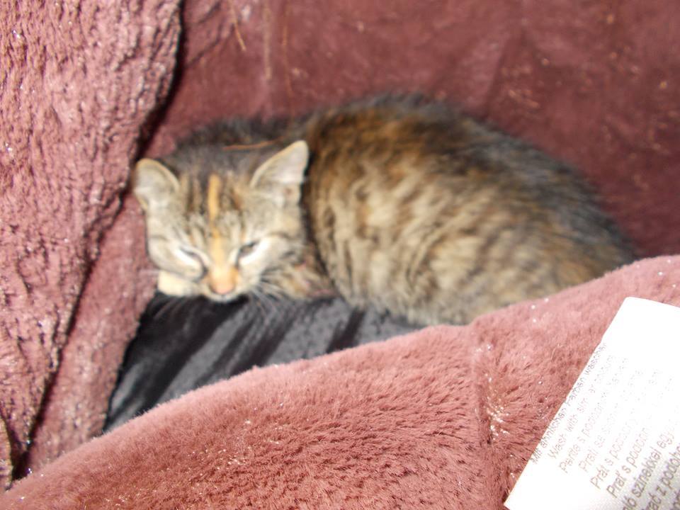 14716250_690809834416956_5429325863453419005_n