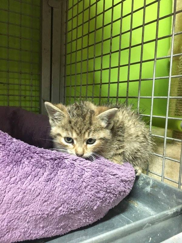 14716260_692594050905201_5720130407715268819_n