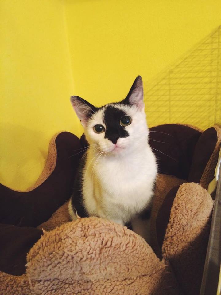 14717102_692584027572870_227114417662442186_n