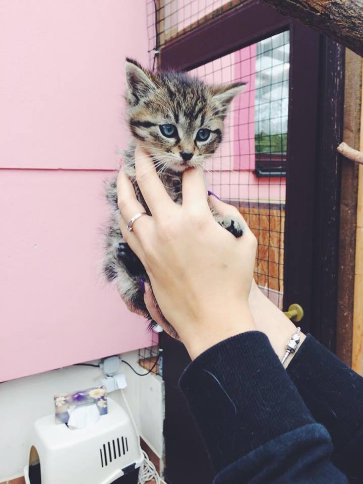 14718765_692583834239556_6237565678152099409_n