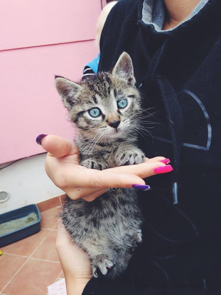 14718809_692583794239560_8664511639950004484_n