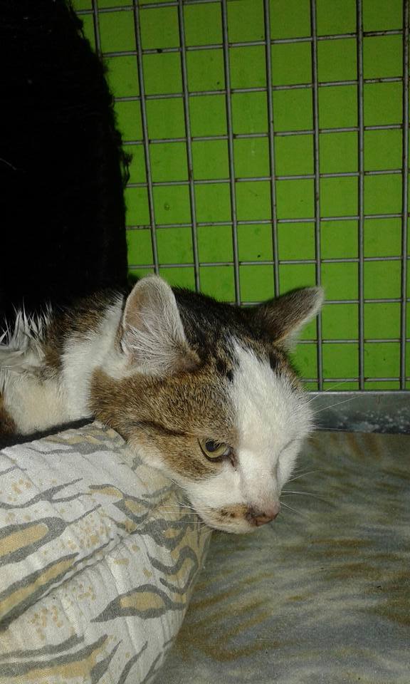 14720428_688576491306957_9094434189050112135_n