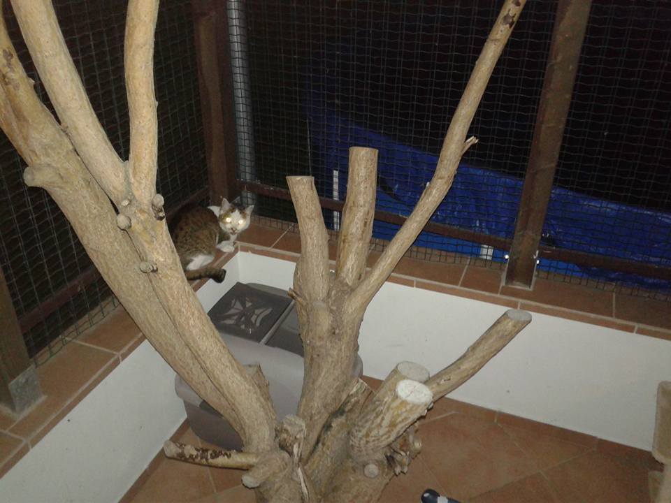 14724347_697056657125607_5110681268906071086_n