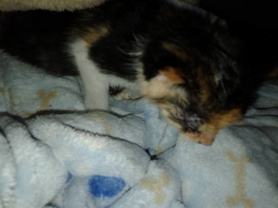 14724465_697057097125563_2580618876219137075_n