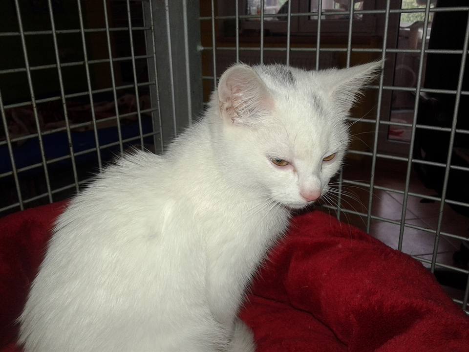 14729097_697057880458818_31564250981333674_n