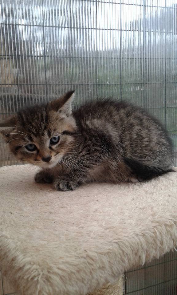 14729130_689446084553331_240940601318101015_n