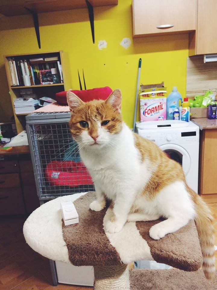 14729291_692584054239534_2675205911744261566_n