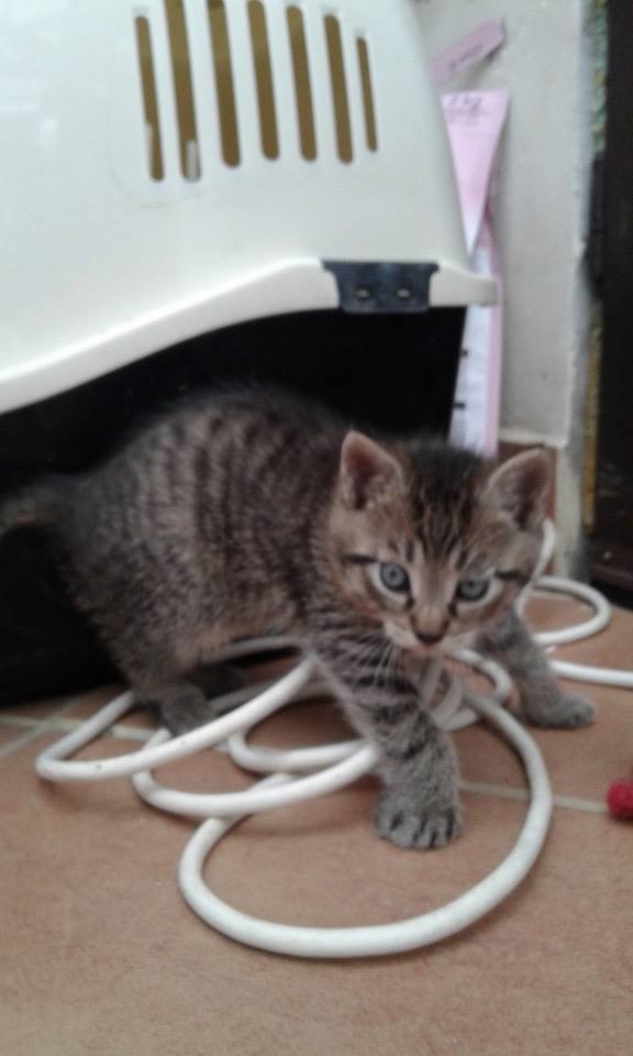 14731229_689444821220124_3259069373017336423_n