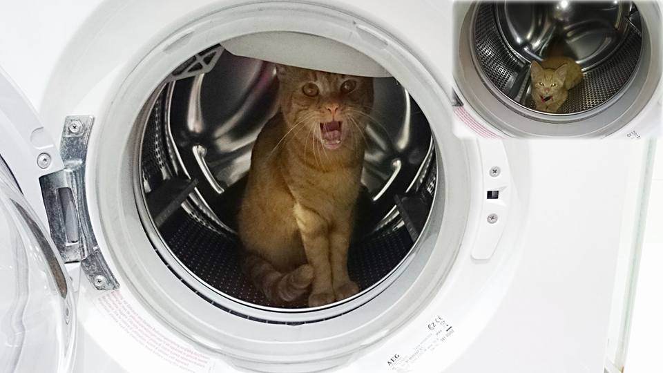 14731267_693243147506958_4385639812379795182_n