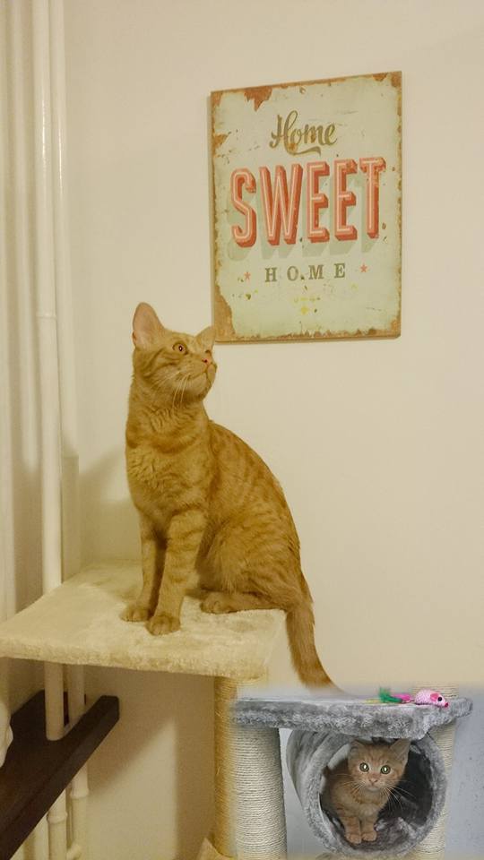 14732155_693243267506946_8262852798255800044_n