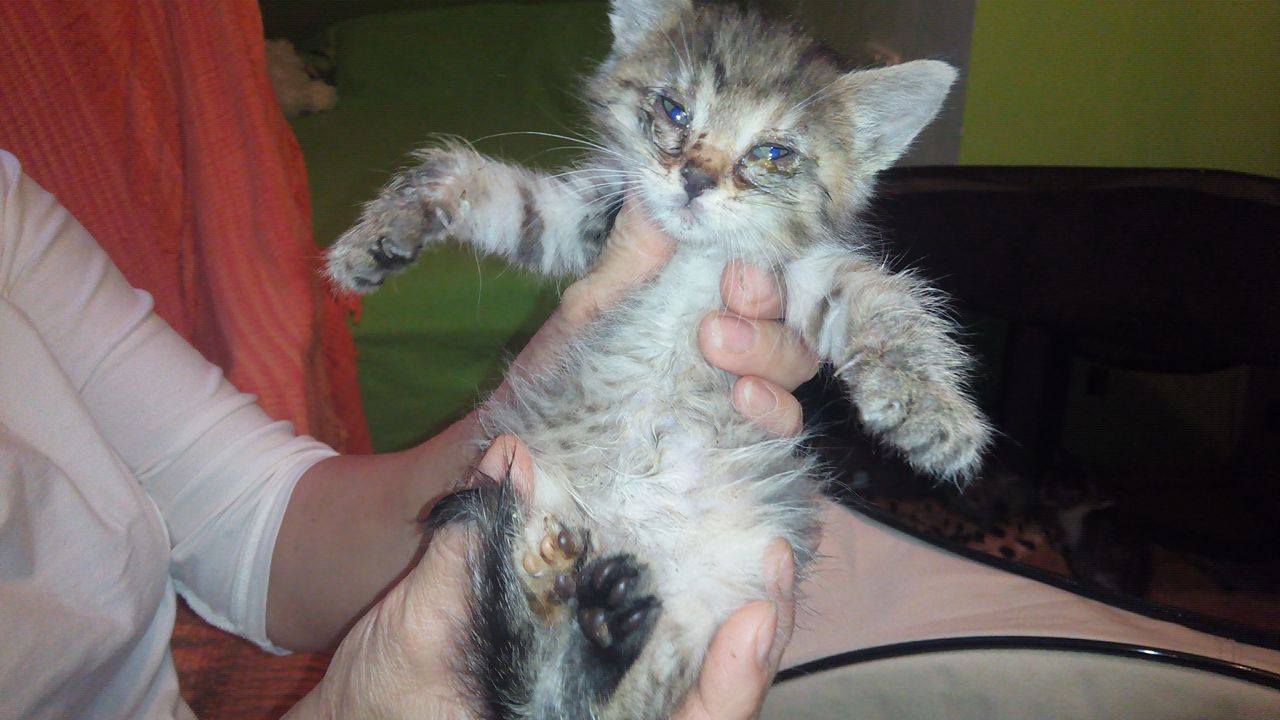 14753241_690805484417391_8391827517091734517_o