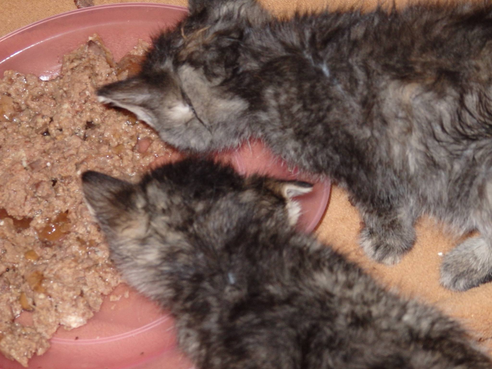 14753716_690818377749435_3084893589401430732_o