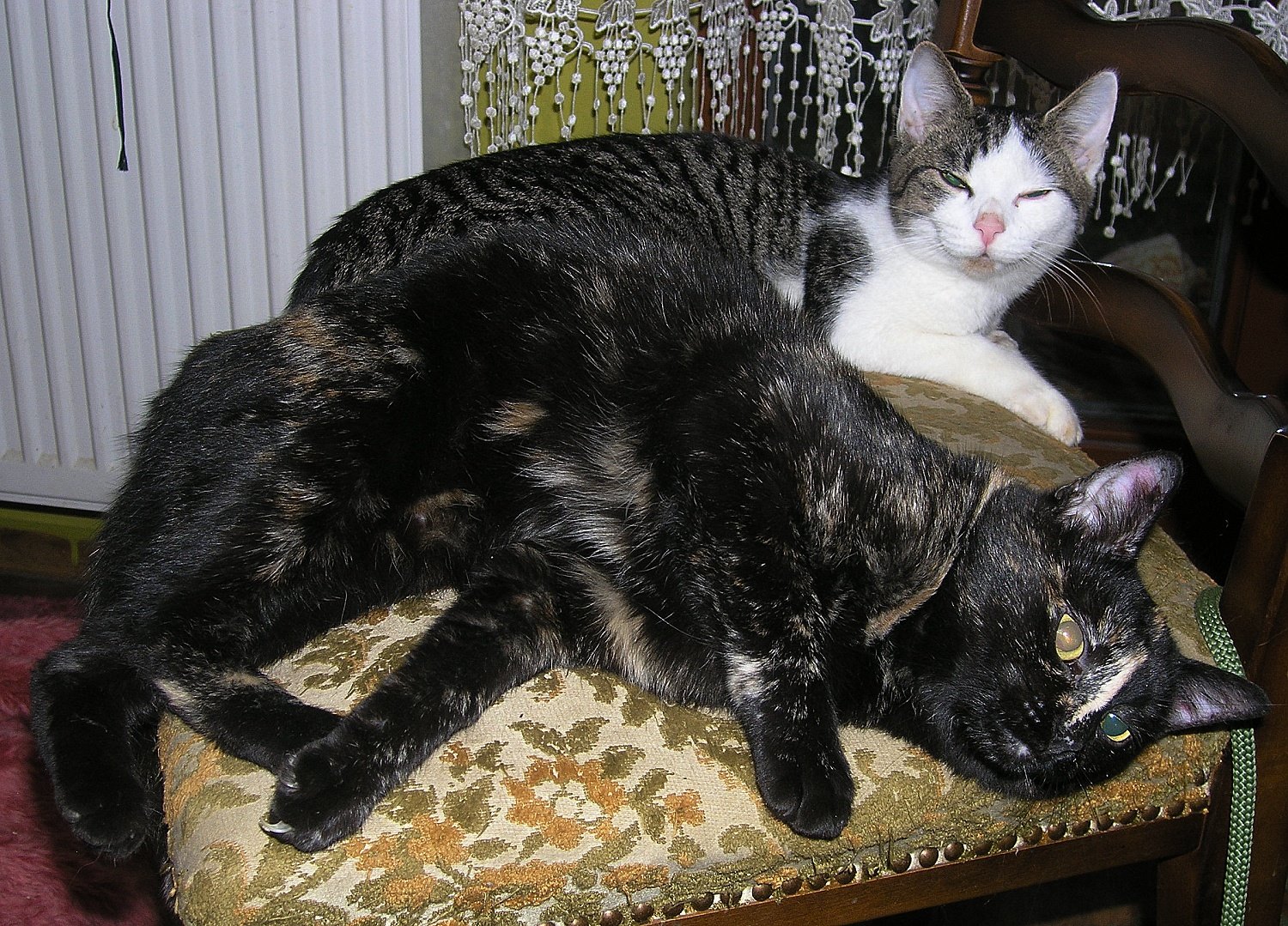 14787103_1216715965041316_1809226231_o