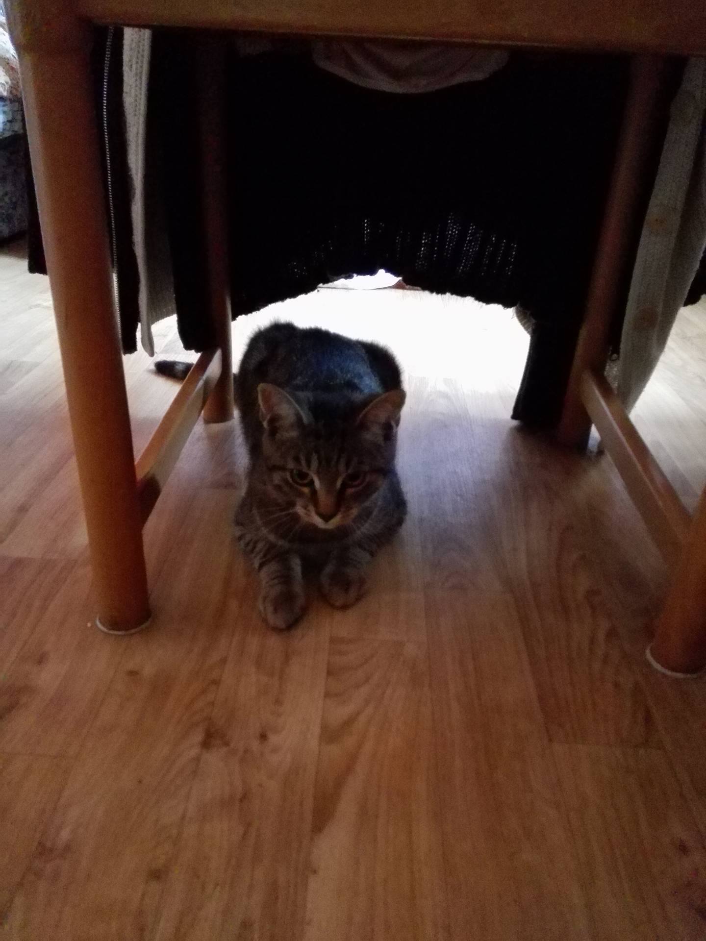 14795746_10209234981466078_24317830_o