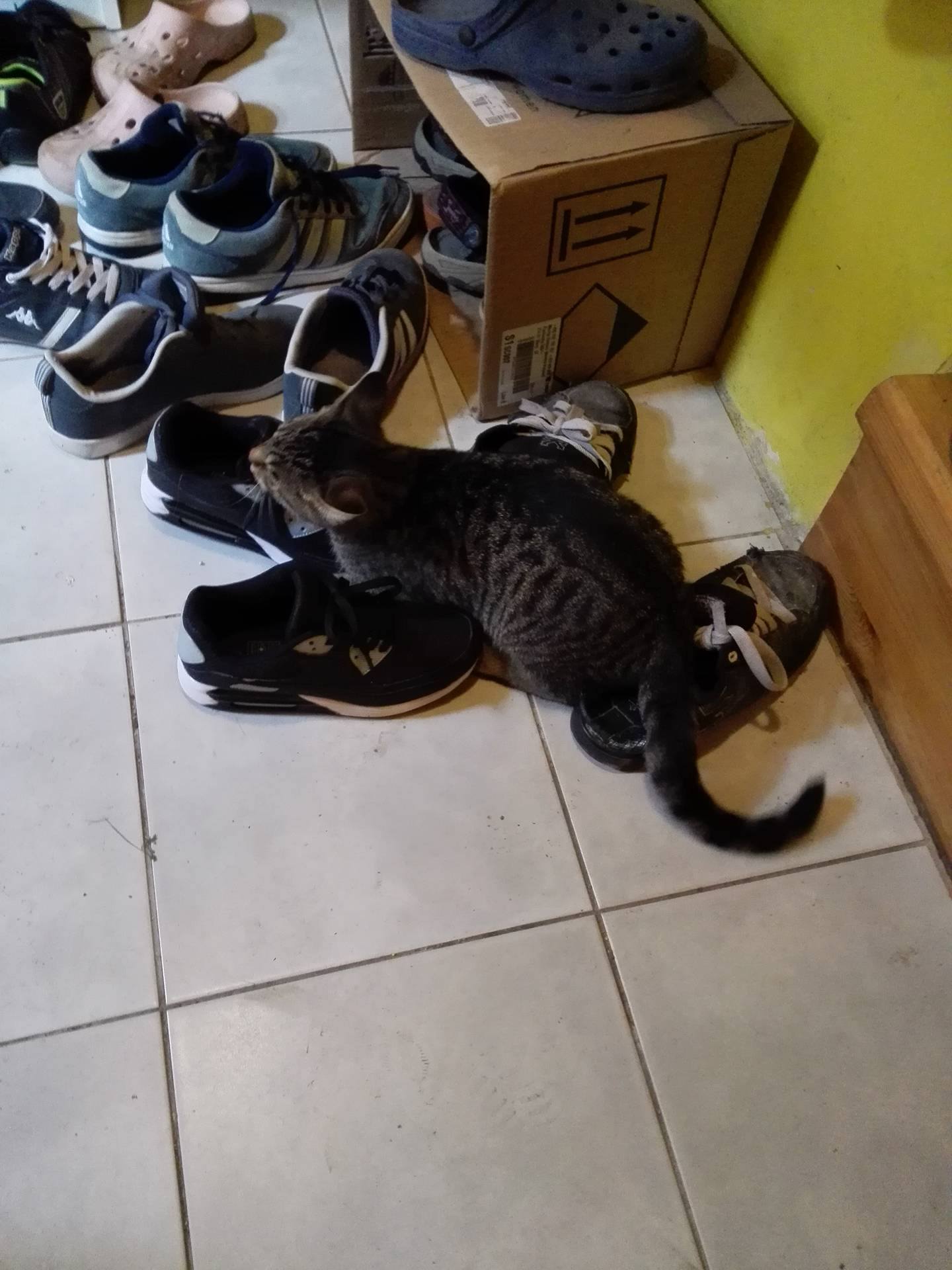 14803147_10209234981306074_807503629_o