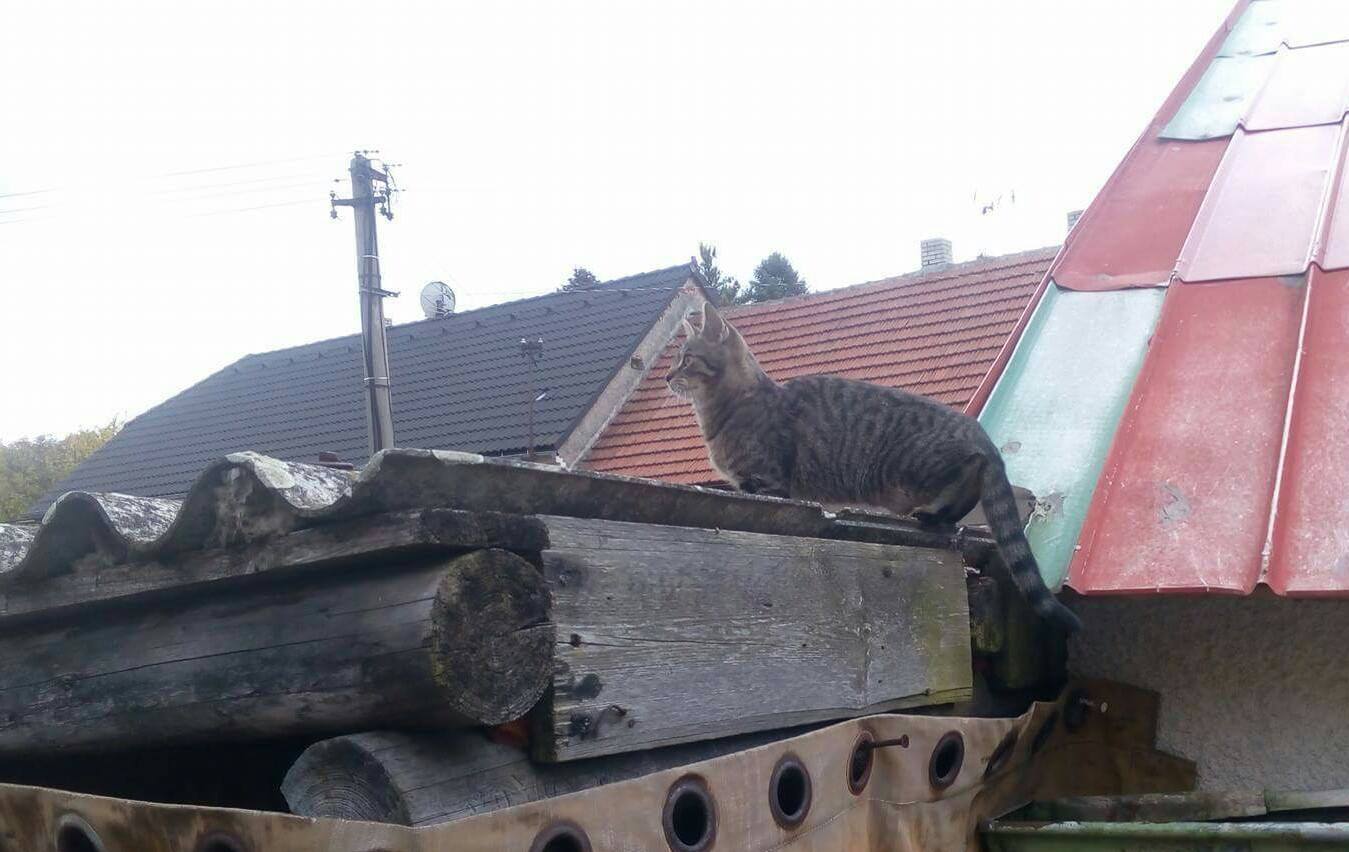 14808806_10209234980506054_2045240416_o