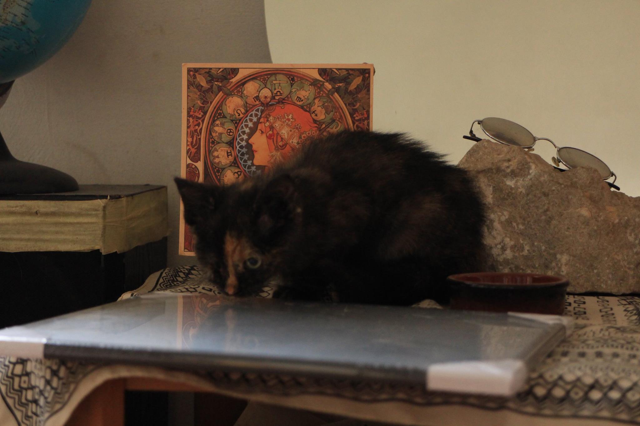 14853176_921947771270944_2338349473035290679_o