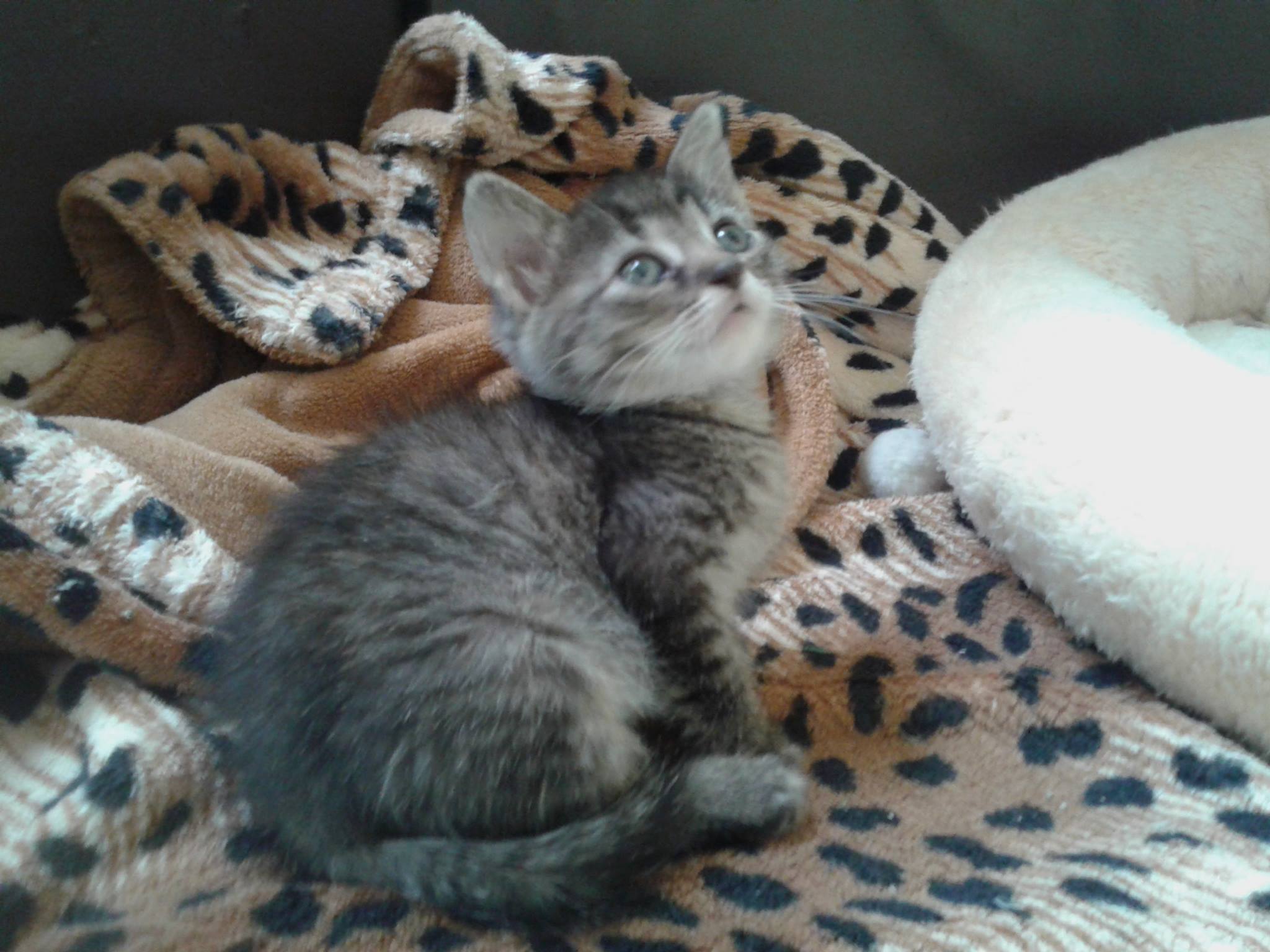 14858624_10205724952721786_1900037224_o