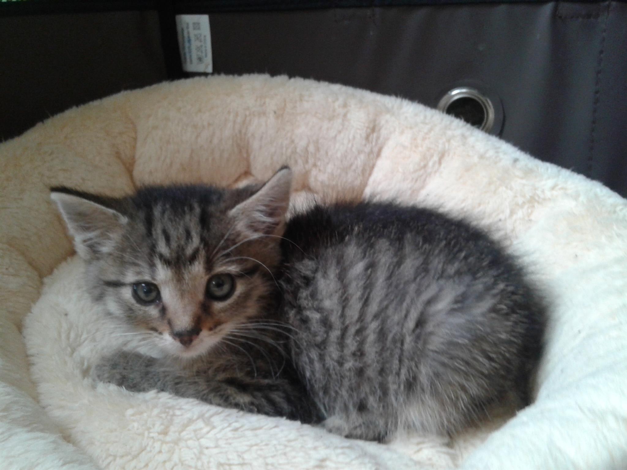 14859425_10205724950681735_757634248_o