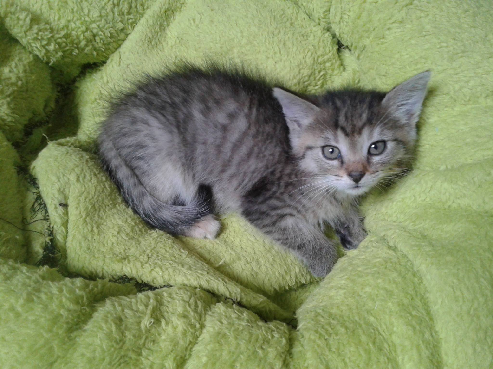 14859533_10205725294090320_1318432030_o