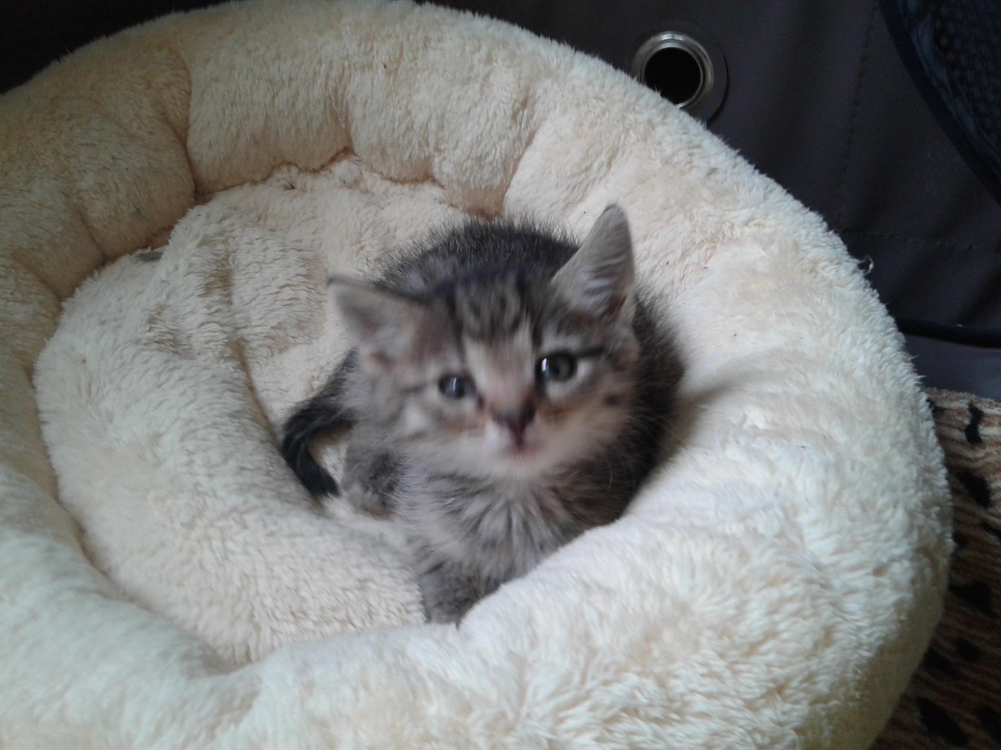 14876032_10205724950401728_1798594454_o