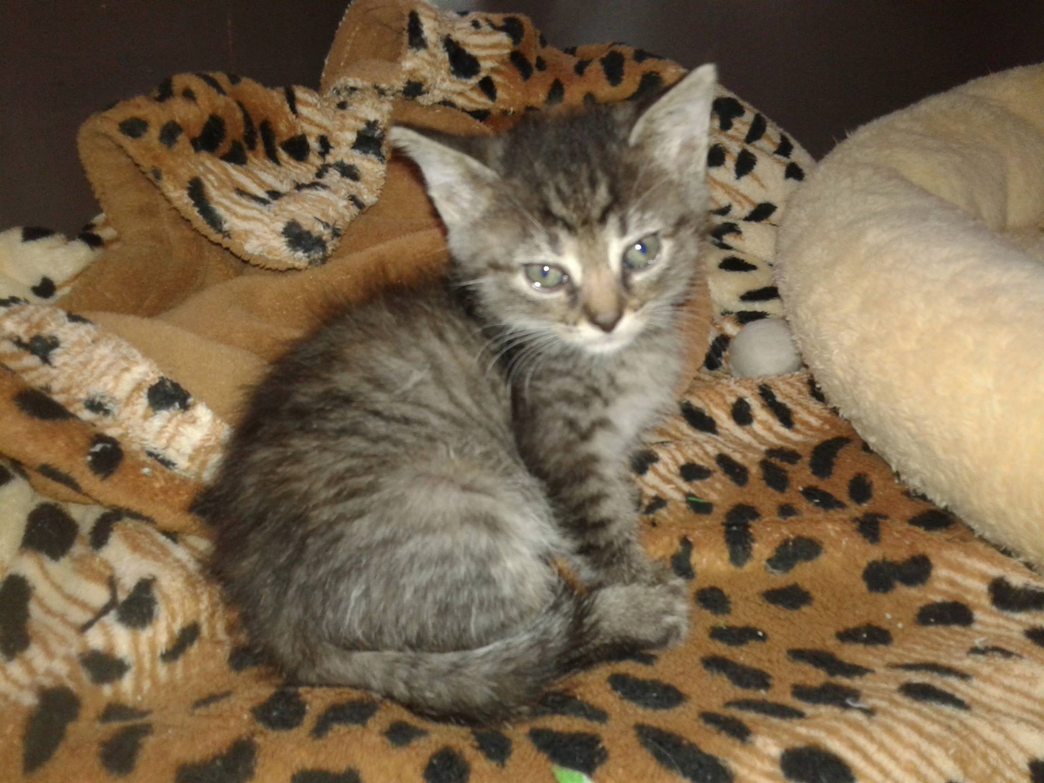 14881240_10205724952481780_2144513279_o