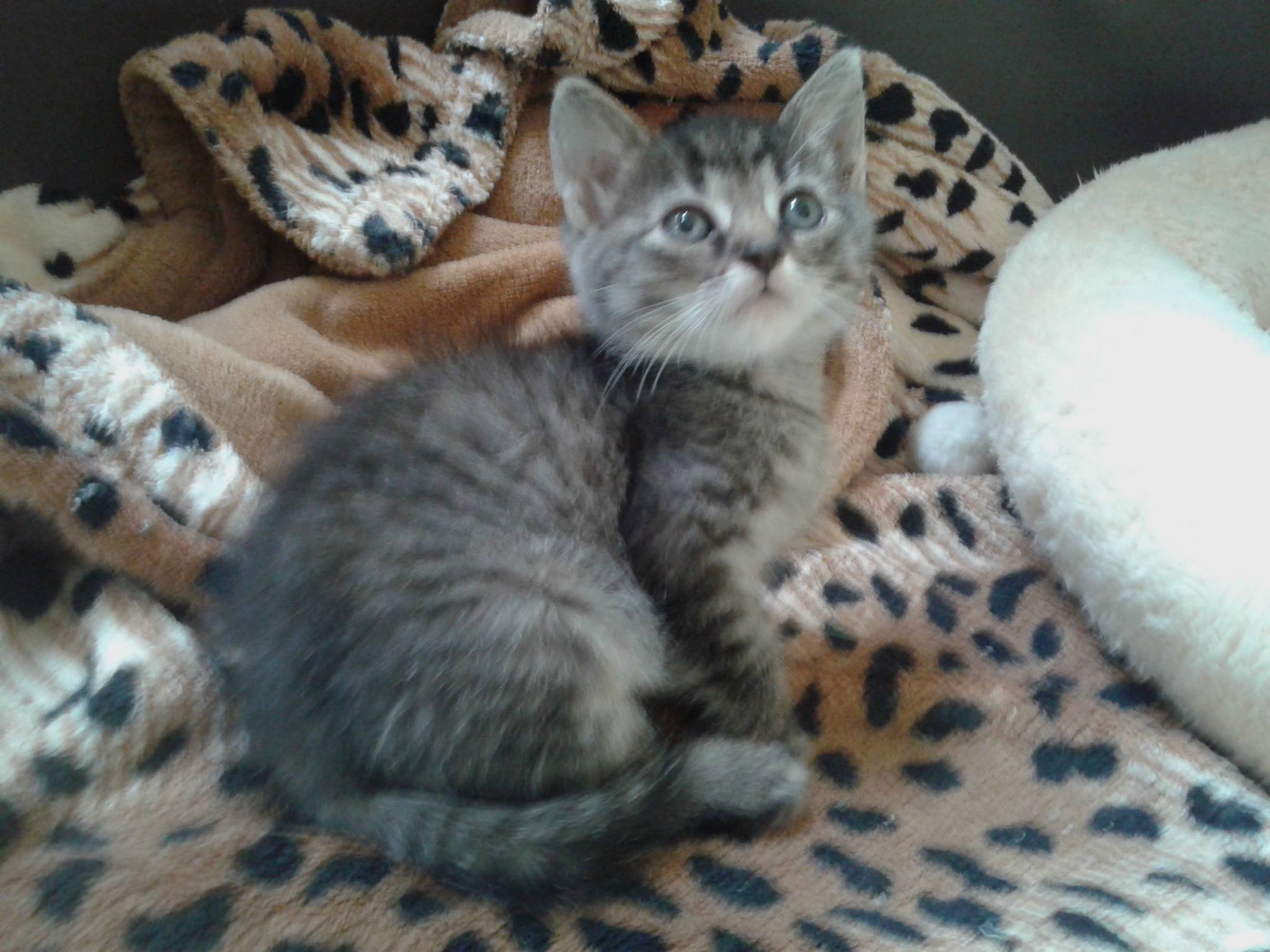 14881316_10205724952881790_1051933999_o