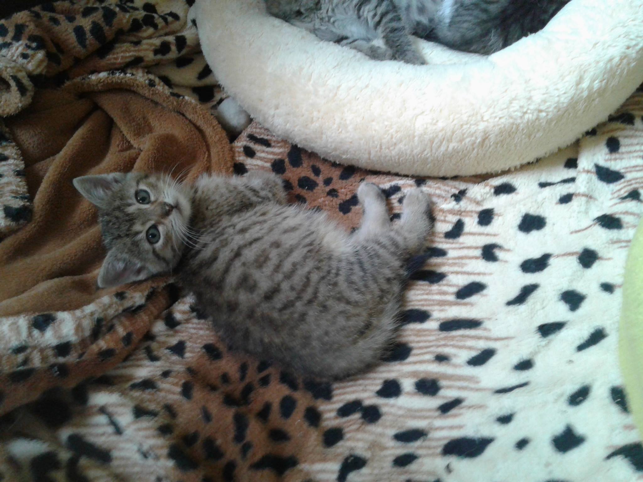 14881434_10205725305930616_1222459045_o