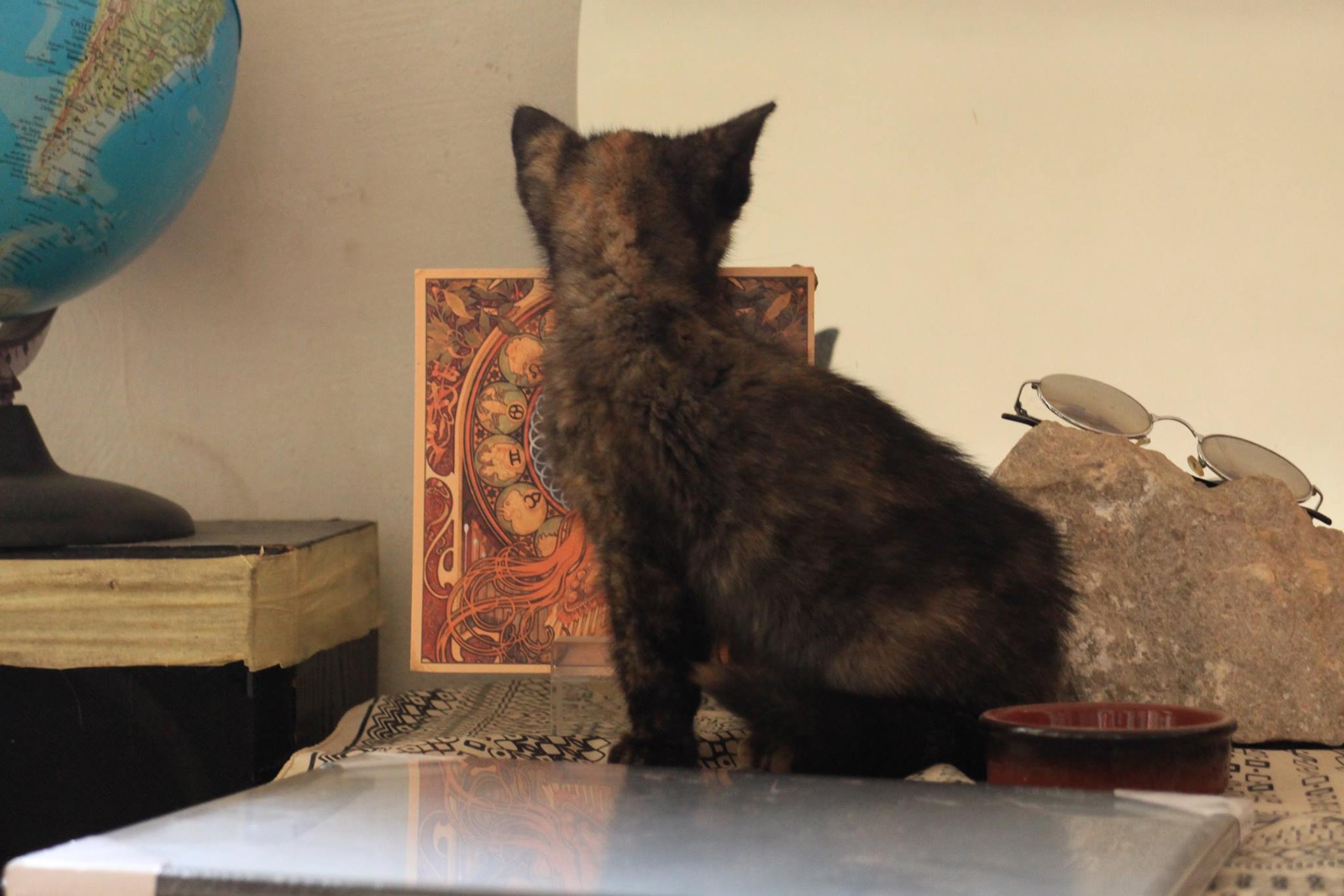 14890459_921947767937611_1745592958511463867_o