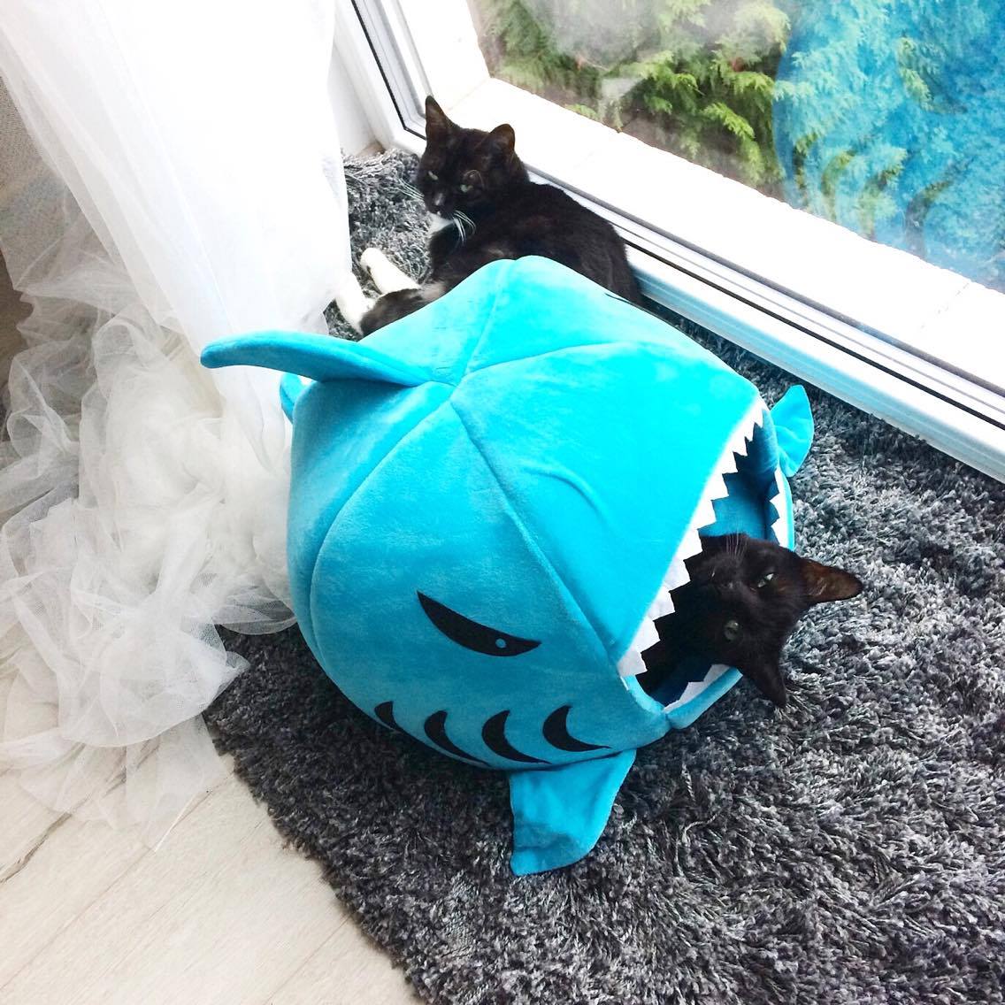 14895490_10202318037508390_870418476_o