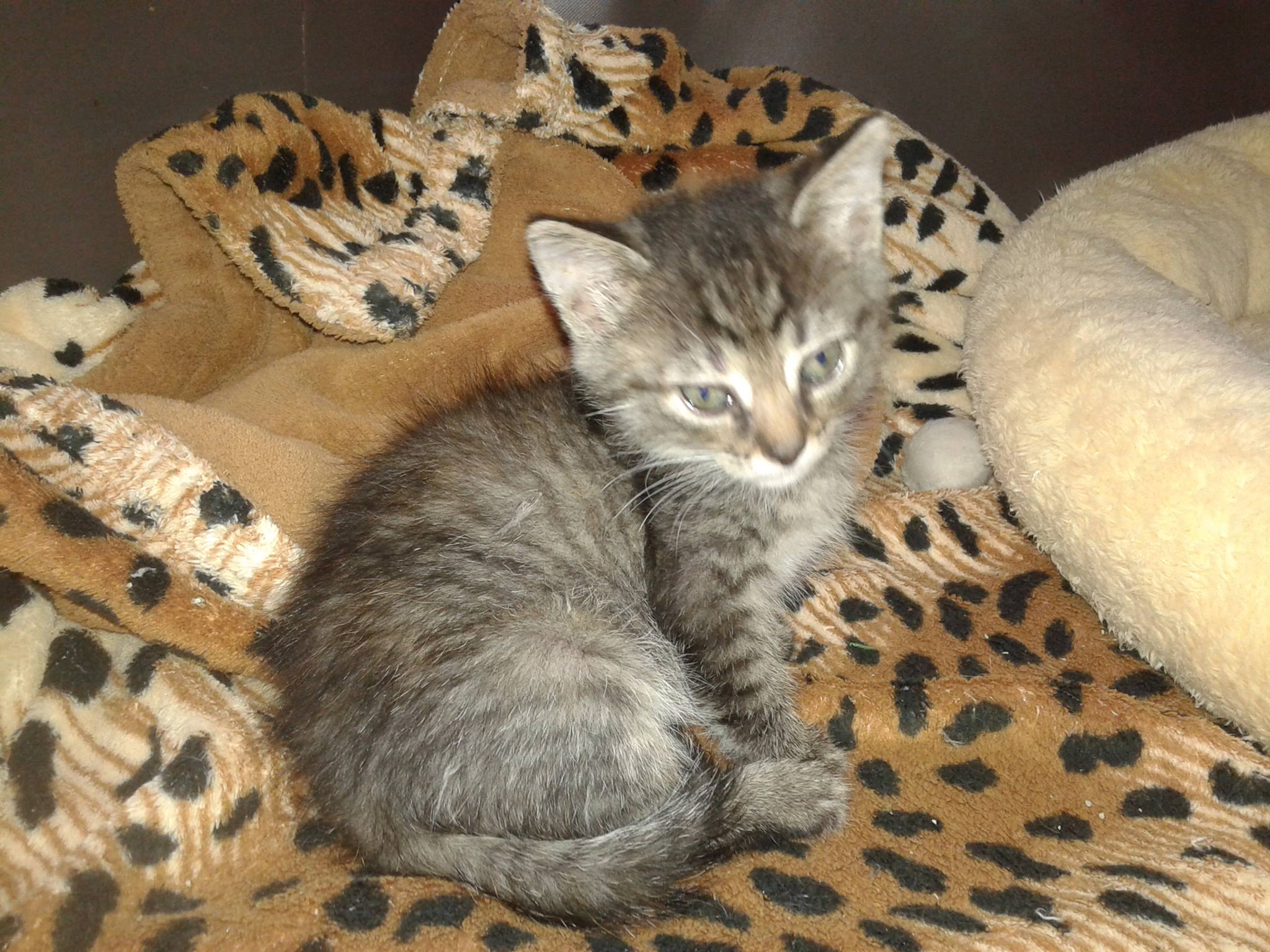 14895638_10205724952321776_394536744_o