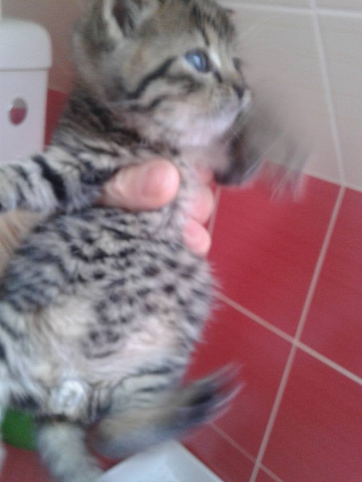 14900571_699566986874574_3513570790616400462_n