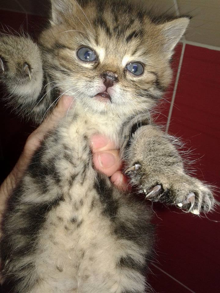 14907204_699566193541320_6996485315773523713_n