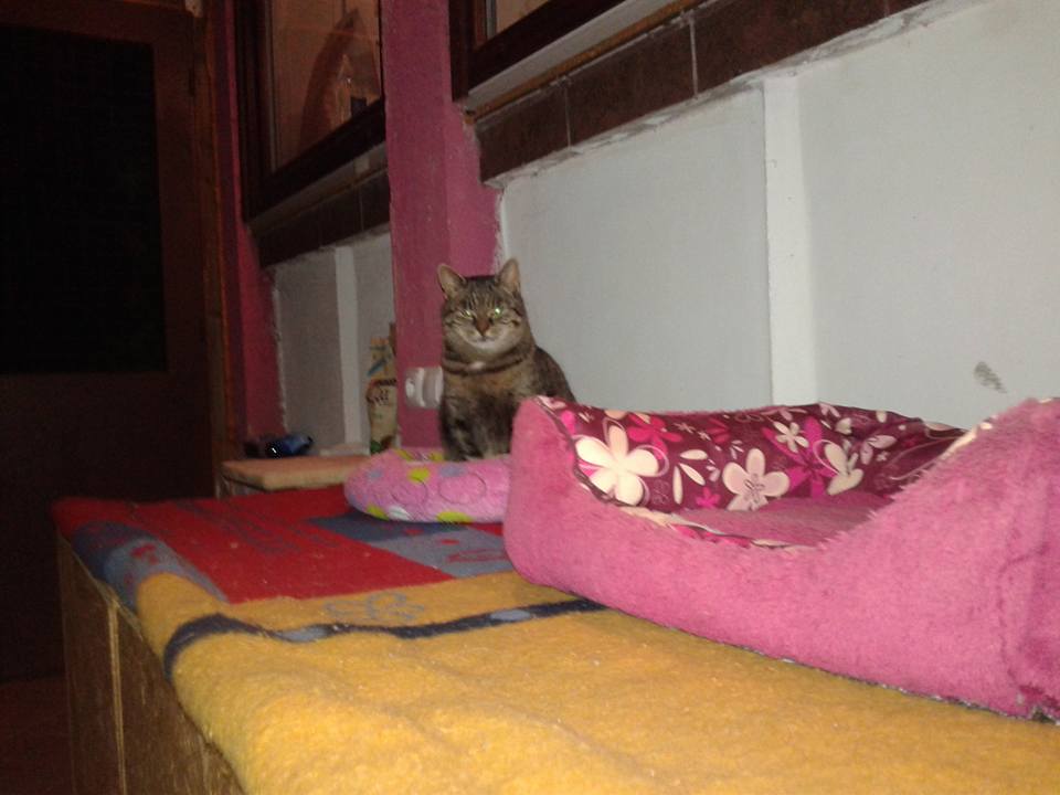 14908180_699475913550348_3528682118910056486_n