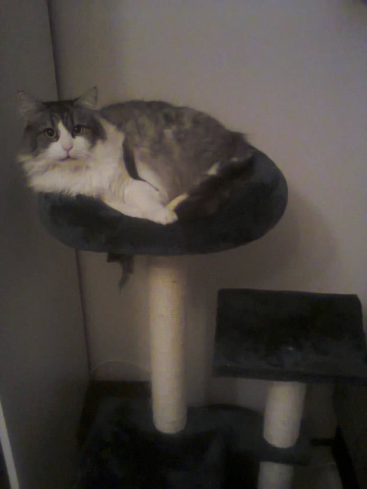 14908237_699329853564954_8667339591751553570_n