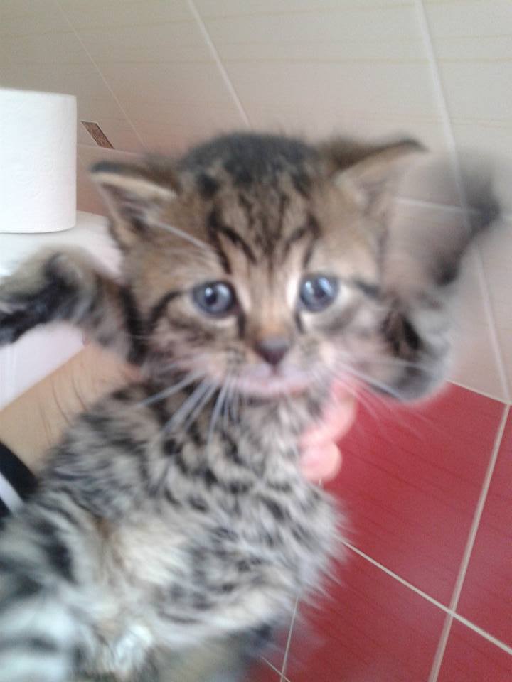 14910337_699566530207953_2825075990141154913_n