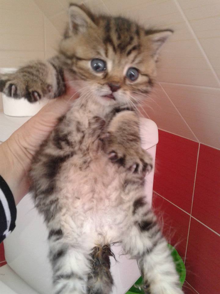 14915557_699565273541412_4980605429026718243_n