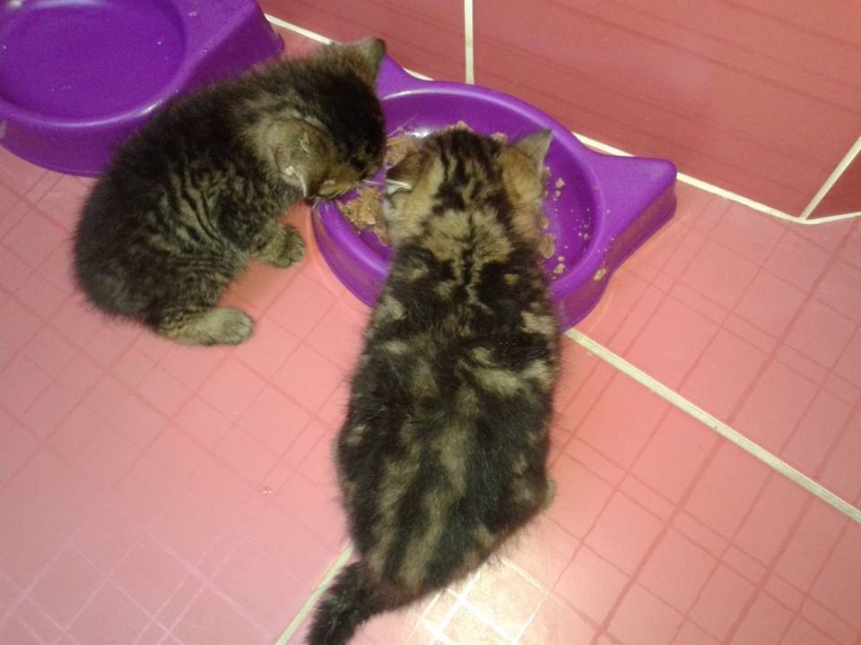 14925771_699566873541252_8091382509723628324_n