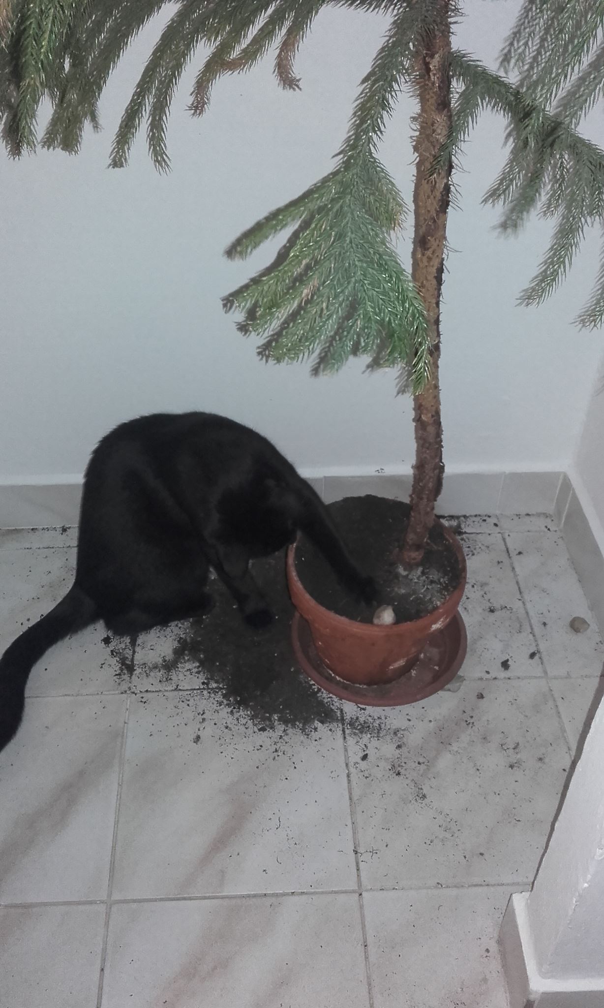 14590139_987607078018003_3251392623650799247_o