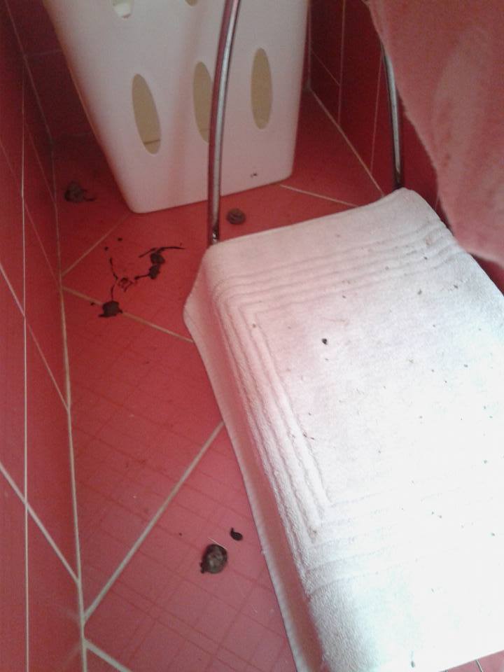 14611055_700982453399694_1535140111422174234_n