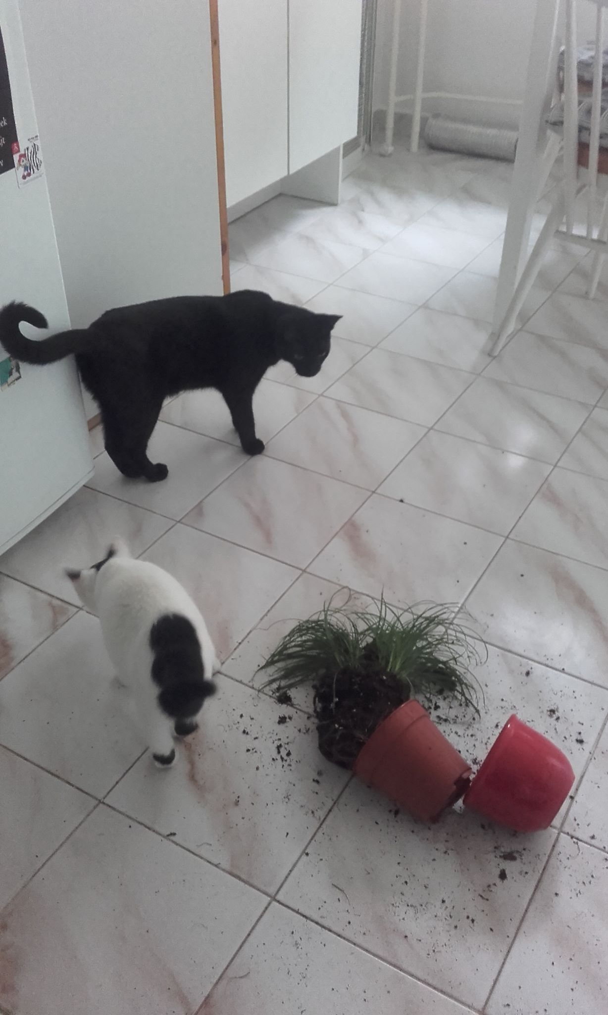 14713000_981676011944443_3833192837379603285_o