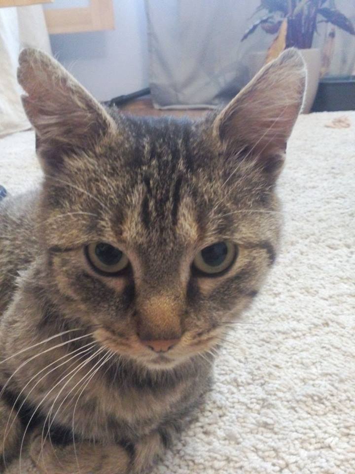 14900347_10205948124900805_1809249067120325873_n