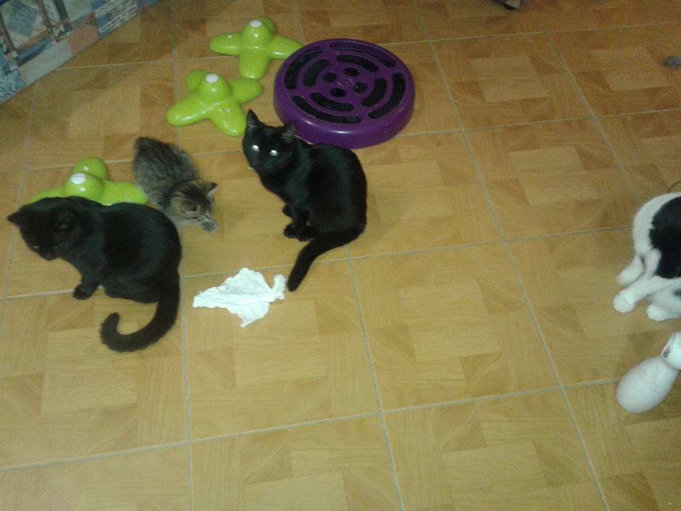 14900495_702158953282044_8867168577917397747_n