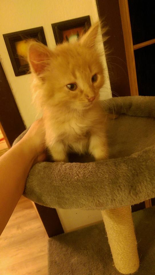 14906863_1723309494662860_4083964137106392512_n