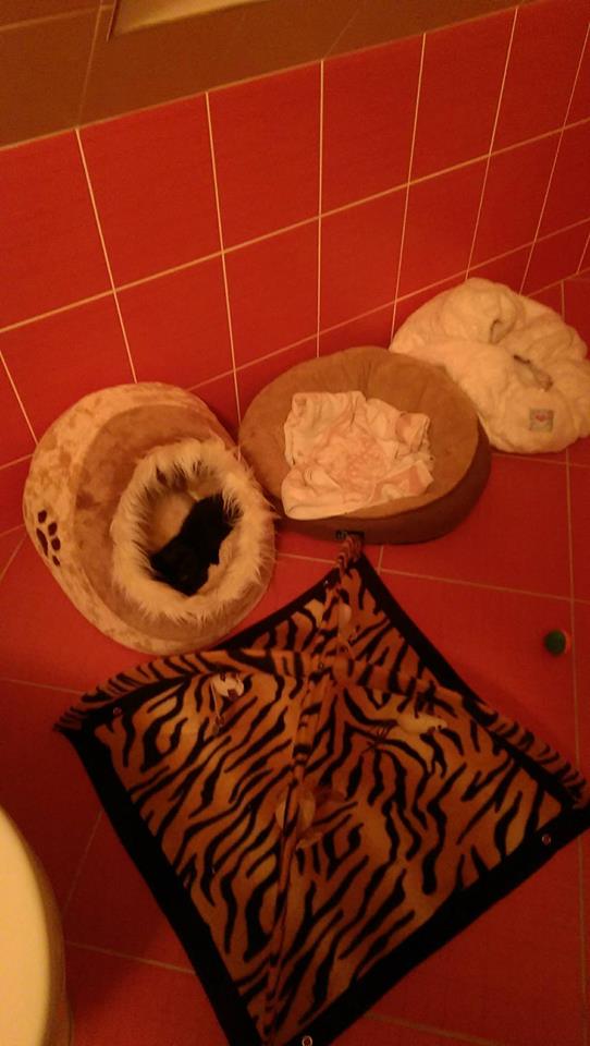 14907228_1723309134662896_1321040315294096508_n